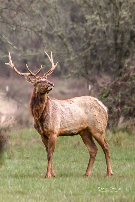 Elk in Covelo, CA, by Kenneth Tinkham; via Facebook 2-17-19 Deer Anatomy, Wholesome Animals, Elk Drawing, Animals Sketch, Elk Photography, Sculpture Inspiration, Critters 3, Deer Camp, Deer Photos