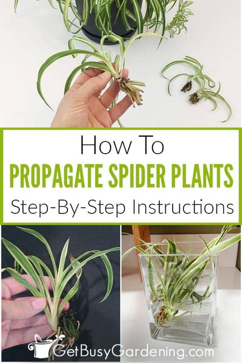 Get easy gifts for friends by propagating spider plant babies from your own collection. Pick your preferred method to easily grow this fun, variegated or green houseplant. Find out the best way to divide your spider plants for successful growth, and how to generate new plants from the babies or offshoots. Learn the 3 methods for rooting the cuttings in soil or water. With just a few simple supplies, you can grow lots of healthy plants for your home. Spiders are some of the easiest to propagate! Propagating Spider Plants Water, Spider Plant Propagation Water, Spider Plant Topiary, How To Propagate Spider Plant, Spider Plants Propagation, How To Propagate A Spider Plant, Propagating Spider Plants Baby, How To Propagate Spider Plants, Propagating Spider Plants