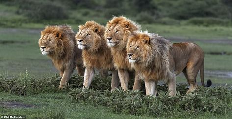 The book was pre-funded with a Kickstarter campaign that has so far raised £163,000 - making it the third most successful photography book funded on the platform. Pictured are four impressive male lions gazing in the distance by Phil McFadden Tattoo Lions, Drawing Lion, Wallpaper Dog Aesthetic, Successful Photography, Wildlife Images, Animals And Pet Supplies, Lion Africa, Animal Anime, Dog Tattoo Ideas