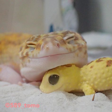 Look At This Super Happy Gecko Who Can't Stop Smiling With Its Toy Gecko Leopard Gecko Cute, Cute Gecko, Cute Lizard, Cute Reptiles, Baby Animals Pictures, Super Cute Animals, Pretty Animals, Haiwan Peliharaan