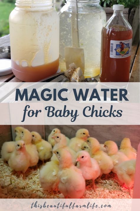 Chicken Coop Extras, How To Raise Baby Chicks, How To Take Care Of Baby Chicks, Diy Baby Chicken Coop Ideas, Diy Chick Feeders And Waterers, Heavy Bloomer Chicken, Chick Enrichment Ideas, Baby Chicks Set Up, Critter Proof Chicken Coop