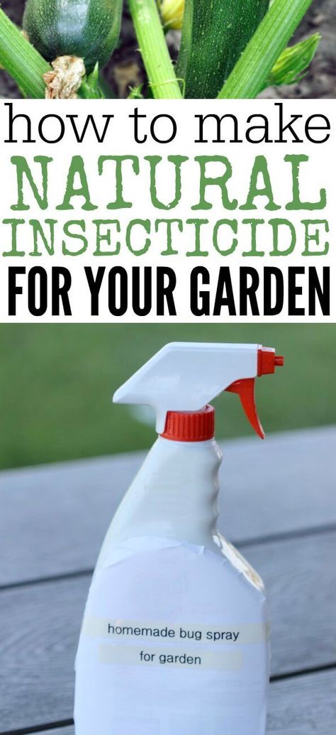 Learn how to make all Natural Pesticide for your Garden. Homemade Insecticide is easy to make and much better than store bought chemicals. Anyone can make this homemade insecticide for plants. Try this all natural insecticide. You will love this homemade insecticide for garden vegetables. #onecrazymom Insecticide For Plants, Homemade Insecticide, Homemade Bug Spray, Organic Insecticide, Natural Insecticide, Natural Pesticides, Insect Spray, Organic Pesticide, Garden Vegetables