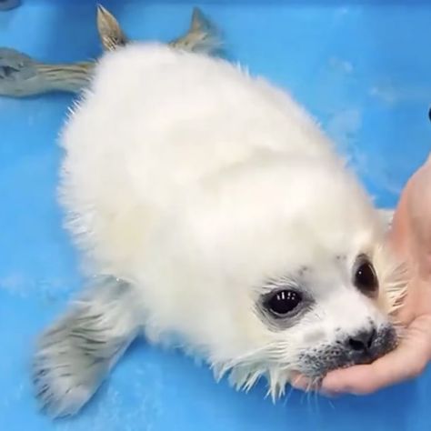 @Osaka_Kaiyukan Baby Seal