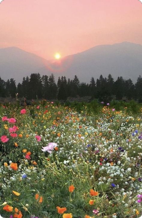 Trees, Sun, Nature, Flowers, The Sun