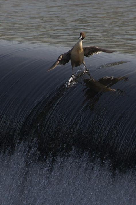 The Sufing duck. The bird's feathery plumage extends his wings into a virtual hang 10! Perfectly Timed Photos, Photo Animaliere, Matka Natura, Perfect Timing, Surfs Up, 귀여운 동물, Birdy, Belle Photo, Beautiful Creatures