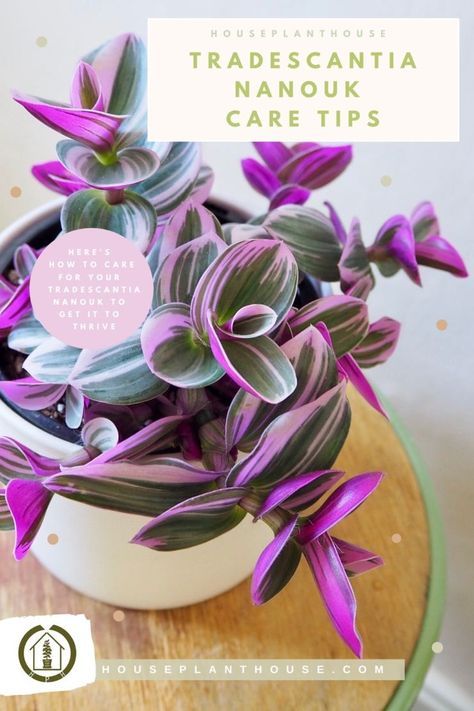 Tradescantia nanouk care guide – HOUSEPLANTHOUSE Tropical Planter, Spider Plant Babies, Wandering Jew Plant, Orchid Bark, Plant Mama, Plant Tray, Plant Care Houseplant, Inside Plants, Pink Plant