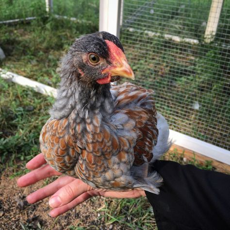 Sexing baby chicks - pullet or cockerel? View this handy guide to help discover if you've got a hen or a rooster. This little guy is a blue laced red wyandotte roo. Keeping Chickens, Blue Laced Wyandotte, Wyandotte Hen, Blue Laced Red Wyandotte, Light Brahma, Wyandotte Chicken, Backyard Flocks, Chicken Garden, Chicken Lady