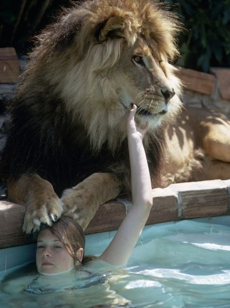These Photos Of A Teenage Melanie Griffith And Her Pet Lion In The 1970s Are Quite Something Pet Lion, Tippi Hedren, Melanie Griffith, Animals Friendship, Animal Sanctuary, Life Magazine, Exotic Pets, Family Pet, 귀여운 동물