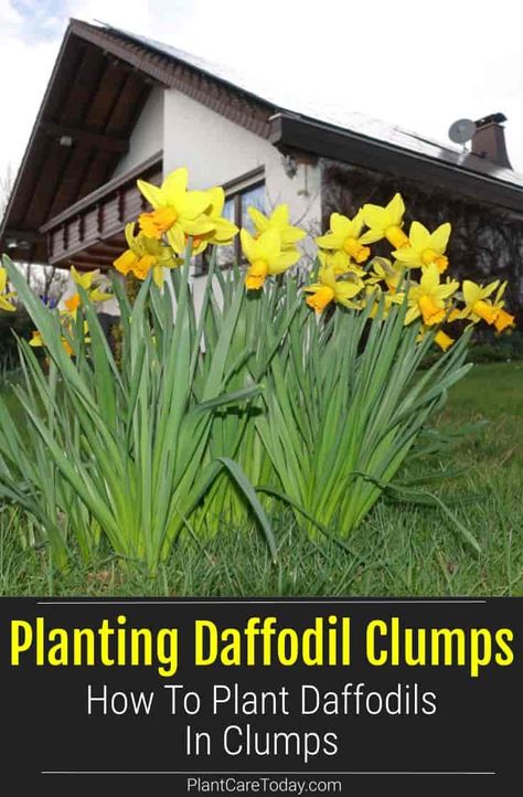 How To Plant Daffodils In Clumps Landscaping With Daffodils, Plant Daffodils Bulbs, How To Plant Daffodils, Daffodils In Landscape, Daffodil Planting Ideas, Daffodil Garden Ideas, Planting Daffodil Bulbs, Daffodils Planting, Bulb Planting