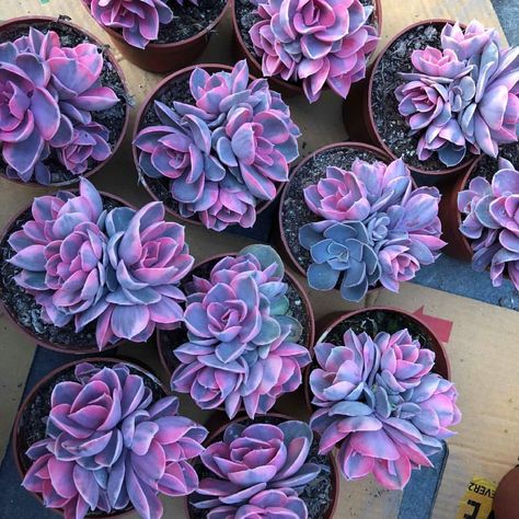 🌈SOLD OUT #heaven #succulents #cluster #flowers #purplelove #motherlode #garden #succulentaddict #rareplants #rainbow #echeveria Nursery… Gothic Plants, Unique Succulents, Rainbow Succulent, Suculent Plants, Tall Succulents, Tanaman Sukulen, Kaktus Dan Sukulen, Beautiful Succulents, Pink Succulent