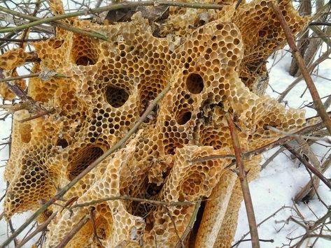 Twice this week I received photos of open-air honey bee colonies. Open-air colonies in regions with cold winters are not common, so they tend to receive a lot of attention. The first photo is of a colony I wrote about in the fall of 2014. If yo [...] Wood Termites, Raising Bees, Wild Bees, Bee Colony, Bees And Wasps, Bee Honeycomb, Bee Art, Honey Bees, Melaka