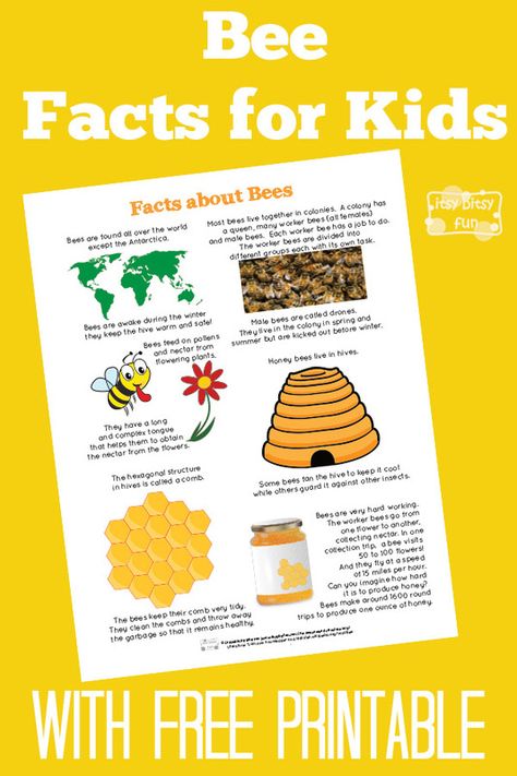 Fun Bee Facts for Kids With Free Printables All About Honey Bees, Bee Display Ideas, Bee School Project, Honey Bee Activities For Kids, Pollination Activities For Kids, Honey Bee Activities, Bee Inquiry, Bee Facts For Kids, Preschool Bugs