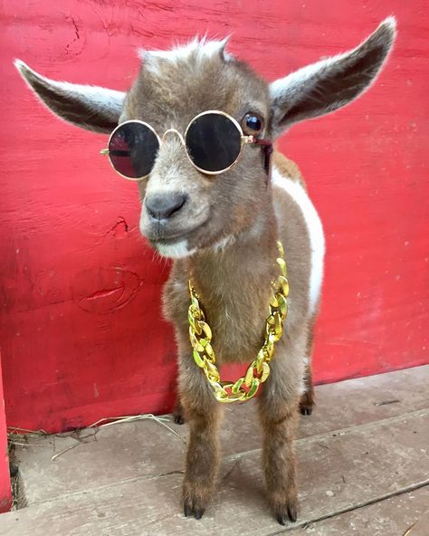 Goat Life on Instagram: “Yo what’s up? 🤑 Fetti Winks . 🐐🐐🐐🐐🐐 . #goat #fettiwinks #cool #coolkids #whatsup #yo #hi #hello #goodday #fly #style #fashionstyle #chains…” Goat Of Football, Billy B, Football Messi, Football Plays, Hi Hello, The Goat