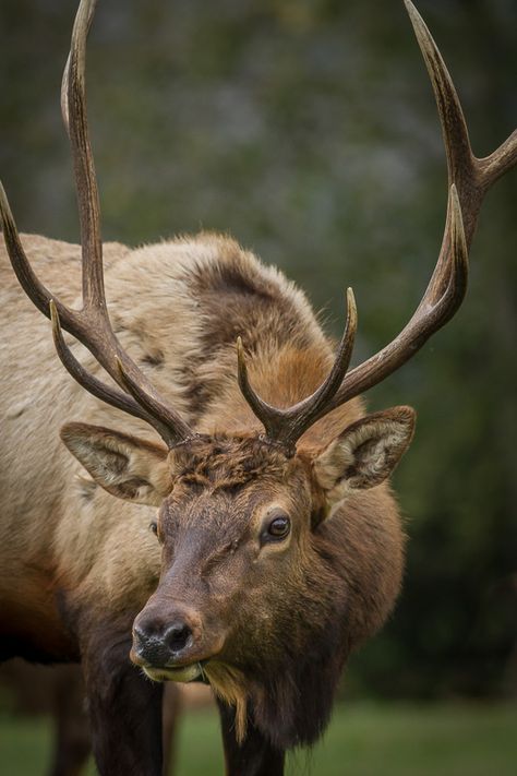 Roosevelt Elk, Elk Country, Oregon Photos Of Elk, Elk Reference, Stag Photography, Elk Horns, Elk Portrait, Roosevelt Elk, Elk Pictures, Elk Photo, Elk Photography