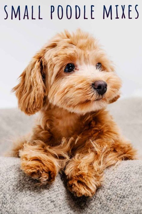 Small Poodle Mixes - 22 Adorable, Curly Poodle Mix Dogs Poodle Mix Breeds, Poodle Mix Puppies, Small Poodle, Poodle Mix Dogs, Cute Small Dogs, Dog Mixes, Miniature Poodle, Poodle Mix, Happy Puppy