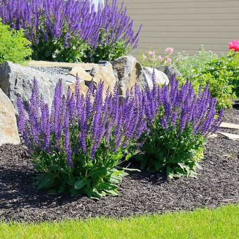 May Night Salvia, Full Sun Landscaping, Salvia Plants, Meadow Sage, Easy Perennials, Full Sun Perennials, Full Sun Plants, Purple Plants, Best Perennials