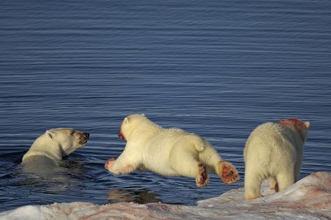 Polar bear with cubs just finished eating seal | Flickr - Photo Sharing! Polar Bears, Polar Bear Eating, Pola Bear, Seal Drawing, Bear Eating, Penguins And Polar Bears, Bear Hugs, Love Bear, Bear Hug