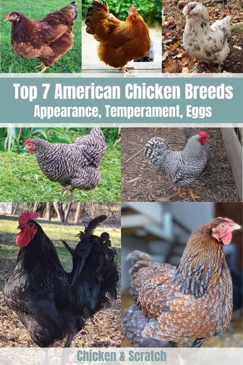 Blue Americana Chicken, Chicken Egg Colors And Breeds, Americana Chickens Eggs, Americauna Chickens, Heritage Breed Chickens, Americana Chickens, Chicken Egg Colors, Ameraucana Chicken, Heritage Chicken Breeds