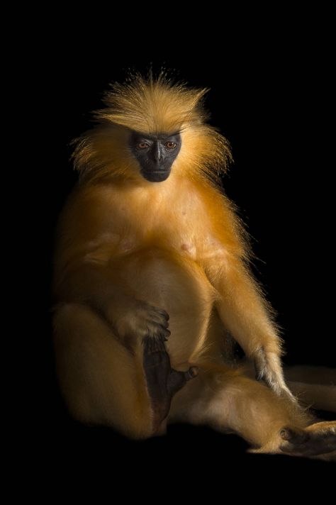 An endangered (IUCN) and federally endangered Gee's golden langur (Trachypithecus geei) at the Assam State Zoo cum Botanical Garden. With only four in captivity (all at this zoo) and the remaining 2,000 animals under severe pressure from poaching and habitat loss, this is simultaneously one of the rarest and most beautiful primates in the world. Golden Langur, South China Tiger, Monkey Species, Creature Reference, Joel Sartore, Panthera Tigris, Ape Monkey, Great Ape, Animal Portraits