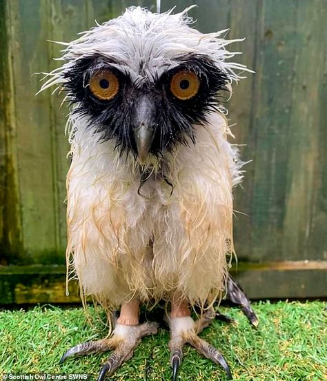 Too wet to woo! Soggy owl looks unimpressed with Scottish weather | Daily Mail Online Owl Meme, Owl Cat, Curious Creatures, Owl Pictures, Beautiful Owl, Art Gallery Wallpaper, Owl Decor, Owl Print, Silly Animals