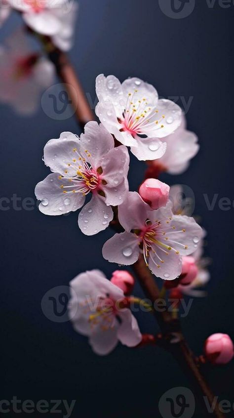 Cherry Flower Wallpaper, Flower Wallpaper Cherry Blossoms, Wallpaper Cherry, Cherry Blossom Flower, Cherry Flower, Flower Photo, Cherry Blossom Flowers, Peach Blossoms, Blossom Flower