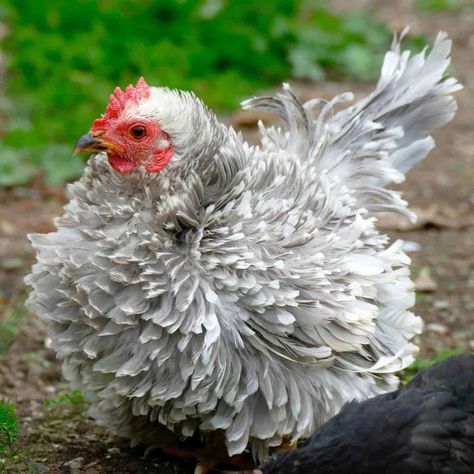 Frizzle Chicken: Eggs, Height, Size and Raising Tips Chicken Coop Decor Ideas, Unique Chicken Coop, Chicken Coop Decorations, Frizzle Chickens, Domesticated Animals, Chicken Coop Plans Free, Coop Decor, Polish Chicken, Hen Farm