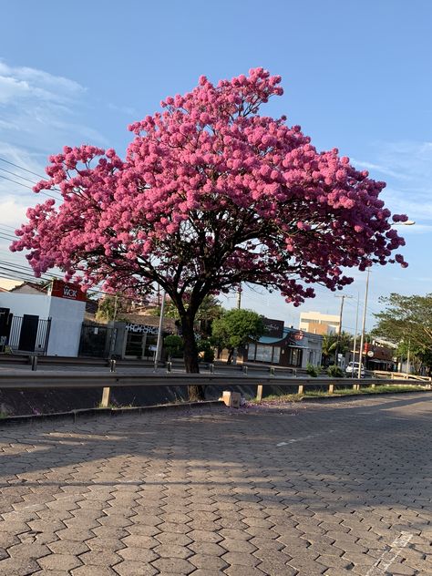 Bolivia Santa Cruz, Santa Cruz Bolivia, Travelling Ideas, Bolivia Travel, Miami Travel, Foto Casual, Foto Ideas Instagram, Garden Trees, Real Beauty