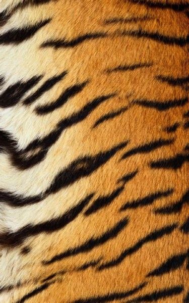 Afrique Art, Fire Tattoo, Animal Print Wallpaper, Striped Background, Printed Backgrounds, Wallpaper For Your Phone, Tiger Stripes, Color Analysis, Animal Skin