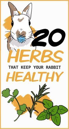 Bunny Snacks Rabbit Food, Herbs For Rabbits, Rabbit Garden Ideas, Bunny Garden Ideas, Bunny Routine, Veggies For Rabbits, Rabbit Health, Bunny Care Tips, Raising Rabbits For Meat