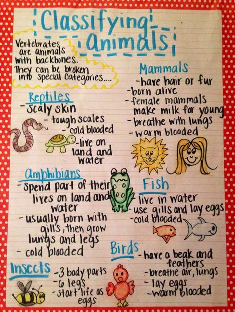 The animal classification anchor chart I made for my first grade 6th Grade Science, Third Grade Science, Grade 2 Science, Science Anchor Charts, Kid Science, Animal Classification, 1st Grade Science, First Grade Science, 4th Grade Science