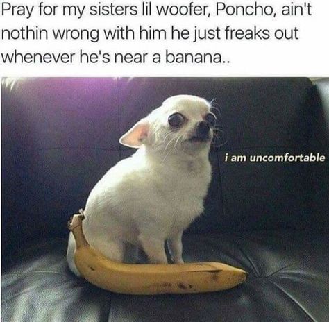 …and bananas… | 18 Photos That Prove Dogs Can't Possibly Be Real Animal Jokes, Funny Dog Pictures, Cute Animal Memes, Meme Gato, Funny Dog Memes, Funny Animal Jokes, Memes Humor, Funny Animal Memes, Komik Internet Fenomenleri