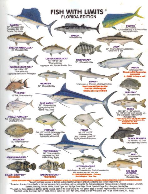 Florida Game Fish Animal Types, Catamaran Sailing, Fish Chart, Fish Images, Fish Games, Florida Fish, Fishing 101, Fish Decor, Salt Water Fishing