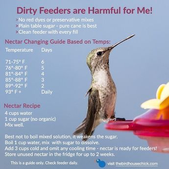 Bird Food, Hummingbird Nectar Recipe, Hummingbird Food, Hummingbird Nectar, Hummingbird Plants, Hummingbird Feeders, Hummingbird Garden, Diy Birds, Humming Bird