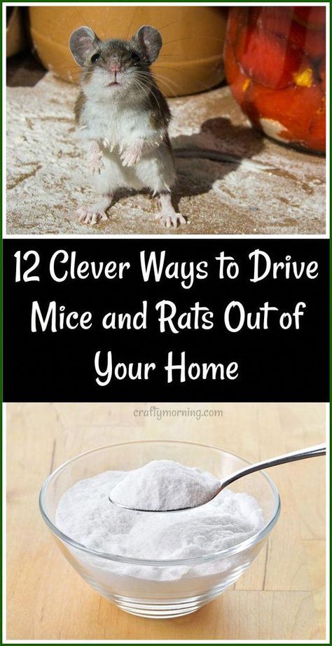 Amigurumi Patterns, Mice In Basement, Tea Bags To Get Rid Of Mice And Spiders, Homemade Rodent Repellent, Home Remedy To Get Rid Of Mice, Getting Rid Of Mice In House, How To Get Rid Of Mice And Rats, Ways To Get Rid Of Mice, Smells That Repel Mice