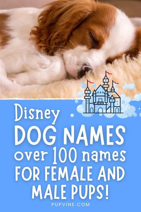 Dog Names After Characters, Disney Character Names List, Disney Girl Dog Names, Disney Animal Names, Taylor Swift Dog Names, Disney Dog Names Boys, Marvel Dog Names, Disney Names For Dogs, Disney Inspired Names