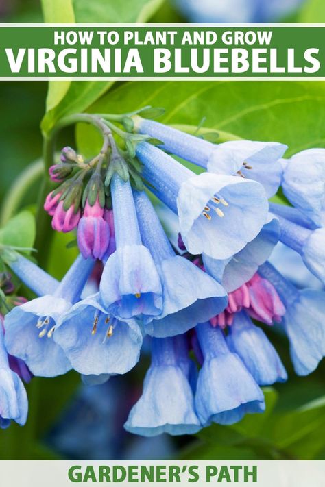 A close up vertical image of bright blue flowers with pink buds of Mertensia virginica growing in the garden pictured on a soft focus background. To the top and bottom of the frame is green and white printed text. Budget Flowers, Bluebells Garden, Bluebell Flowers, Flowers Represent, Spanish Bluebells, First Flowers Of Spring, Virginia Bluebells, Blue Bell Flowers, Bee Garden