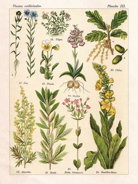 "French botanical illustration - Henri Coupin - Plantes medicinales planche 3" Poster by Gardenlibrary | Redbubble Illustration Botanique Vintage, Botany Illustration, Plant Sketches, Illustration Botanique, Plant Book, Vintage Flower Prints, Botanical Illustration Vintage, Nature Posters, Vintage Botanical Prints