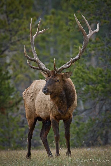 American Elk (Cervus canadensis) bull surveying his harem of cows on a grassy plains in Jasper national Park, Alberta. Mule Deer, Manx, Elk Hunting, Hirsch Tattoo, Bull Elk, Deer Family, Animal Games, Animal Photo, Nature Animals