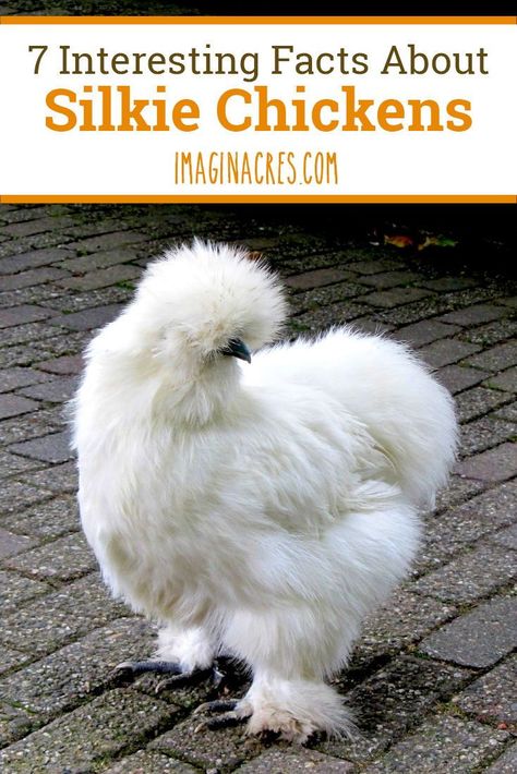 White Silkie Chicken, Frizzell Chickens, Quiet Chicken Breeds, Banty Chickens, Pretty Chickens, Calm Personality, Chickens Breeds, Pet Chickens Breeds, Silkie Rooster