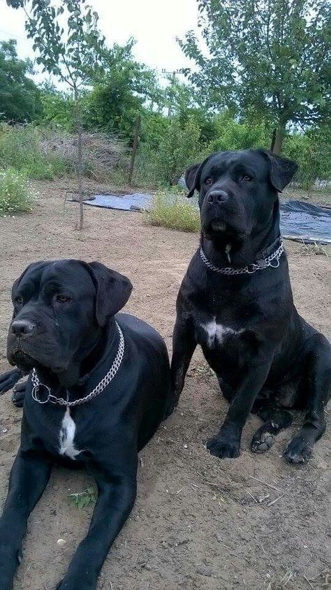 Cane Corso Without Cropped Ears, Cane Corso With Ears, Big Scary Dogs, King Corso Dog, Chien Cane Corso, Black Cane Corso, Pet Anime, Big Dogs Breeds, Biggest Dog In The World