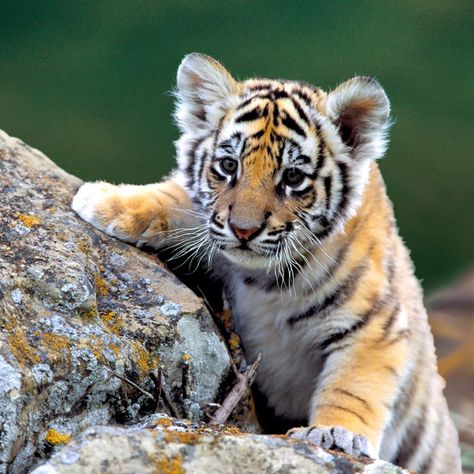 Cub Tiger Cubs, Tumblr, Tiger Habitat, Cute Tiger Cubs, White Tiger Cubs, Tiger Baby, Save The Tiger, Baby Tigers, Brown Tiger