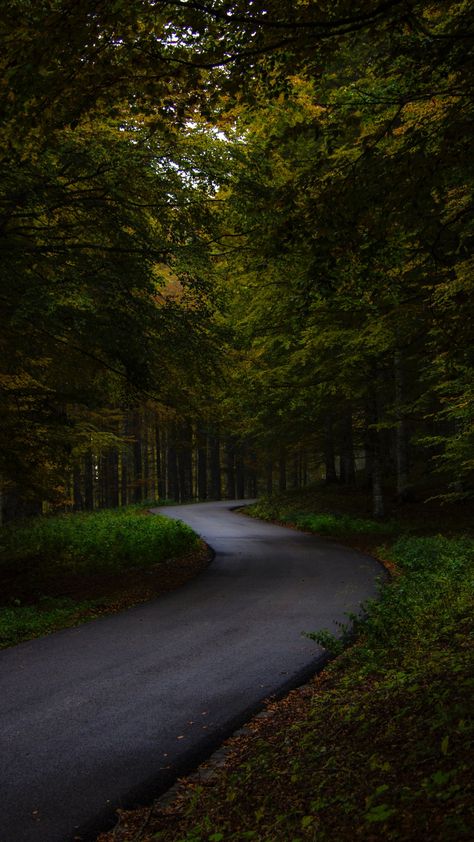 1080x1920 Garden, asphalt road, green tree wallpaper Green Tree Wallpaper, Dark Forest Aesthetic, Asphalt Road, Hd Nature Wallpapers, Pretty Landscapes, Beautiful Locations Nature, Tree Wallpaper, Green Tree, Beautiful Places Nature