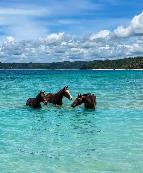 Sumba Indonesia, Horse Whisperer, The Horse Whisperer, Beach Rides, Horse Wallpaper, Diy Clothes And Shoes, Coconut Grove, Race Horses, Dog Trainer