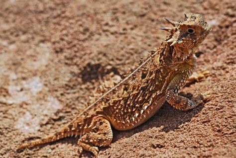 Animal Defenses Activities, Texas Horned Lizard, Deep Sea Squid, Horned Toad, Reading Readiness, Canaan Dog, Horned Lizard, Defense Mechanism, Defense Mechanisms