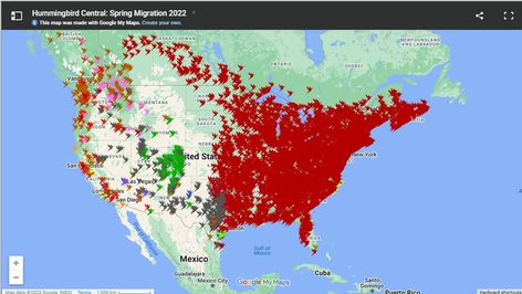 2023 Hummingbird Migration Map (Find Out When to Expect Them) Sugar Water For Hummingbirds, Homemade Hummingbird Nectar, Hummingbird Habitat, Hummingbird Migration, Fig Tree Plant, Winter Homes, Hummingbird Nectar, Hummingbird Plants, Ecological House