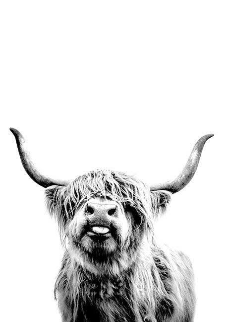 Western Aesthetic Wallpaper, Cow Photography, Cow Wallpaper, Country Backgrounds, Highland Cow Art, Cow Print Wallpaper, Western Photography, Scottish Highland Cow