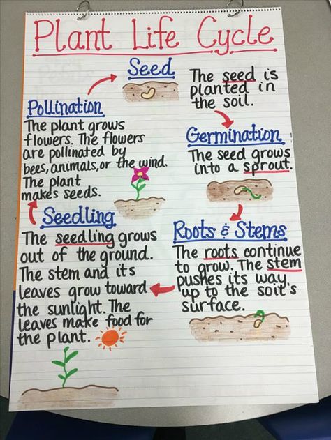 17 Creative Ways to Teach Plant Life Cycle - WeAreTeachers Plant Life Cycle Anchor Chart, Life Cycle Anchor Chart, Plants Life Cycle Activities, Plant Life Cycle Worksheet, Planting Seed, Teaching Plants, Plant Lessons, Grade 3 Science, Life Science Activities