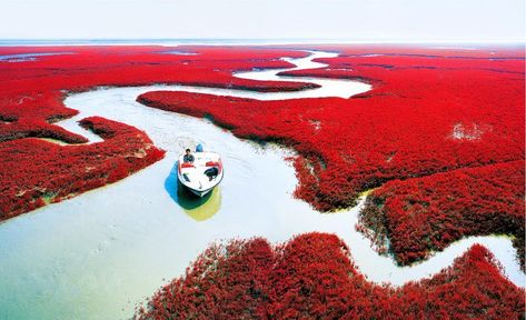 Red beach in Panjin, China Nature, Red Beach China, Beautiful Beach Pictures, Red Lake, Plitvice Lakes National Park, Red Beach, Plitvice Lakes, Strange Places, Beautiful Places Nature