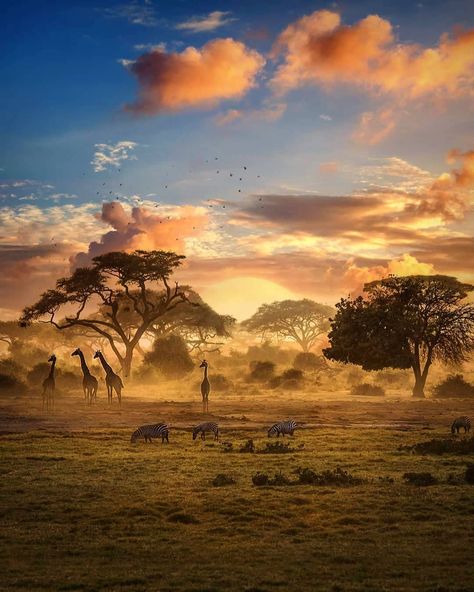 Zimbabwe is a landlocked country in southern Africa known for its dramatic landscape and diverse wildlife, much of it within parks,… Landscape Photography Tips, African Wildlife Photography, Safari Photography, African Jungle, Africa Photography, African Sunset, Afrique Art, Safari Adventure, Africa Safari