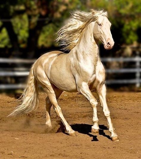 Akhal-Tekes boast one of the most beautiful coloration in the animal kingdom, something that was bred for and selected across generations. Akhal-teke, Cai Arabi, Ahal Teke, Lusitano Stallion, Regnul Animal, Cai Sălbatici, Akhal Teke Horses, Rasy Koni, Golden Horse